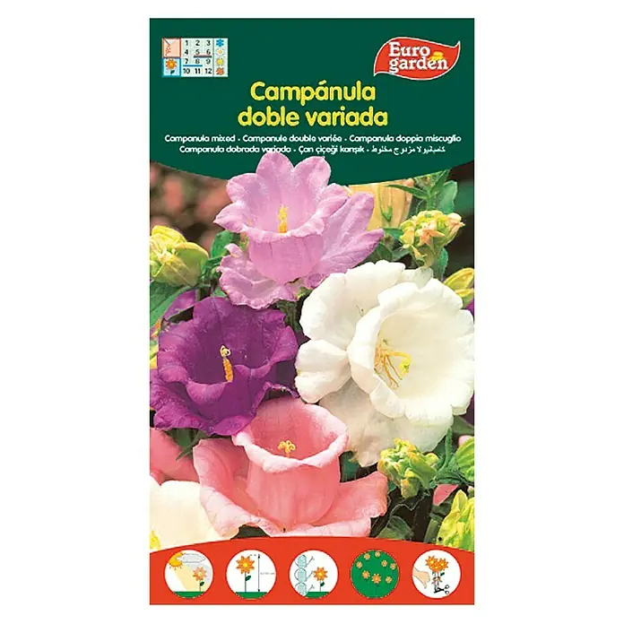Euro Garden Semillas de flores Campanilla Campanula doble variada - Época de floración: Marzo