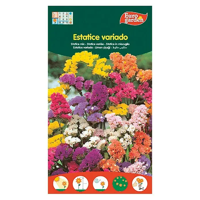 Euro Garden Semillas de flores Estatice variado - Época de floración: Junio