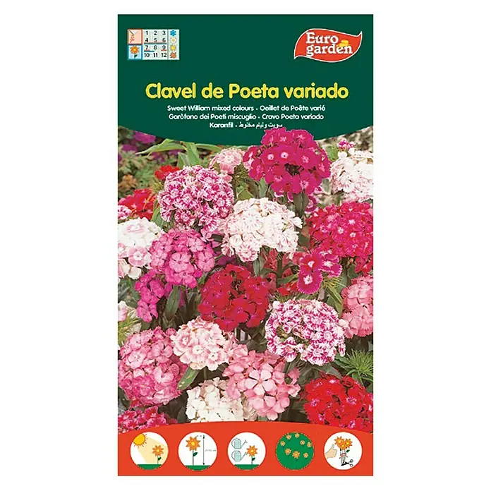 Euro Garden Semillas de flores Clavel de Poeta variado - Nelke Poeta