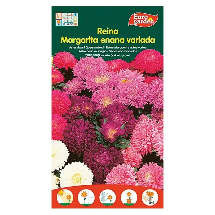 Euro Garden Semillas de flores Reina Margarita enena variada - Época de floración: Junio