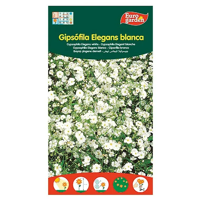 Euro Garden Semillas de flores Gipsofila Elegans - Época de floración: Marzo