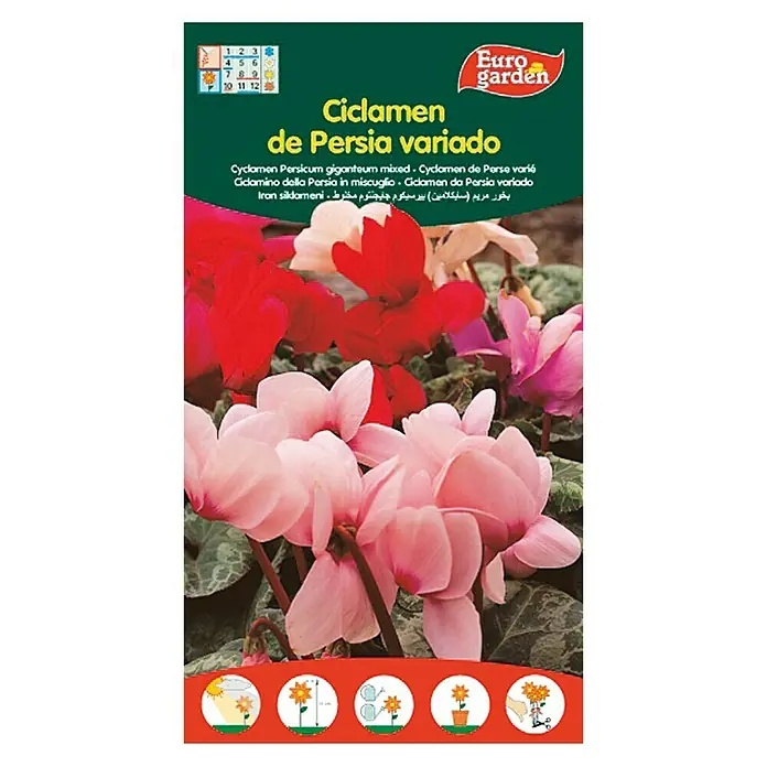 Euro Garden Semillas de flores Ciclamen Persia - Época de floración: Enero