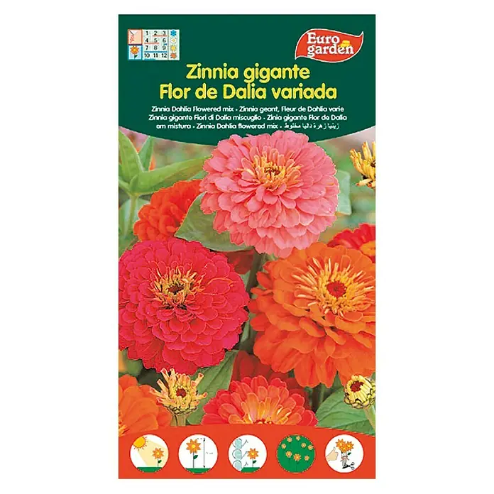 Euro Garden Semillas de flores Zinnia Flor de Dalia - Época de floración: Junio