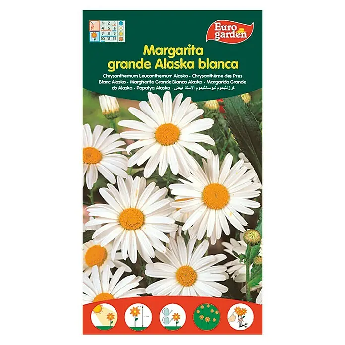 Euro Garden Semillas de flores Margarita Grande Alaska Blanca - Época de floración: Junio