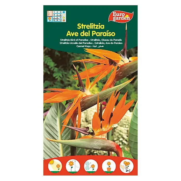 Euro Garden Semillas de flores Strelitzia Ave del Paraíso - Época de floración: Durante todo el año