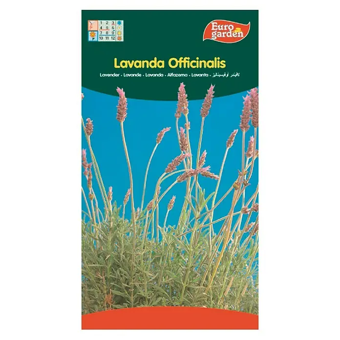 Euro Garden Semillas de flores Lavanda Officinalis - Época de floración: Junio