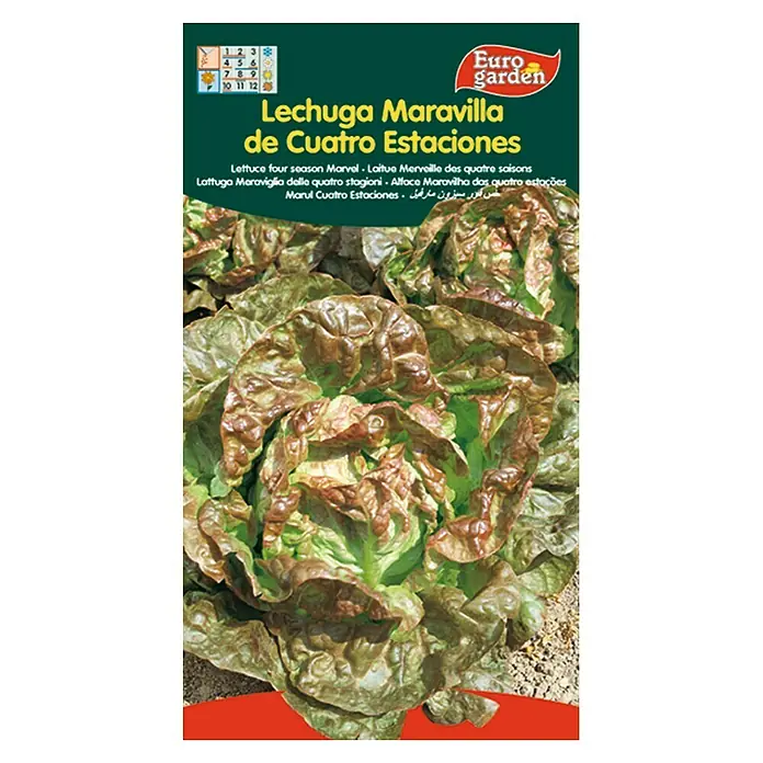 Euro Garden Semillas de lechuga Maravilla 4 estaciones - Cosecha: Noviembre, 5 g