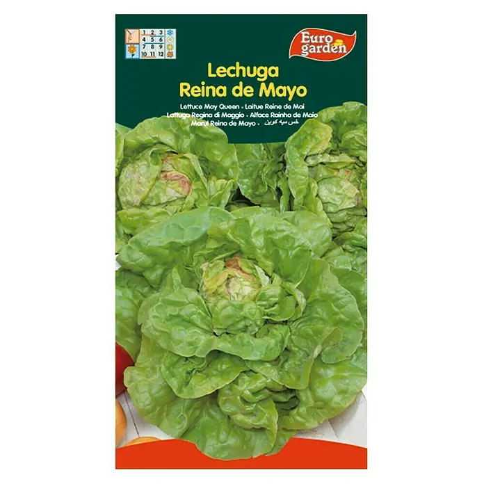 Euro Garden Semillas de lechuga Verde reina de mayo - Cosecha: Abril, 5 g