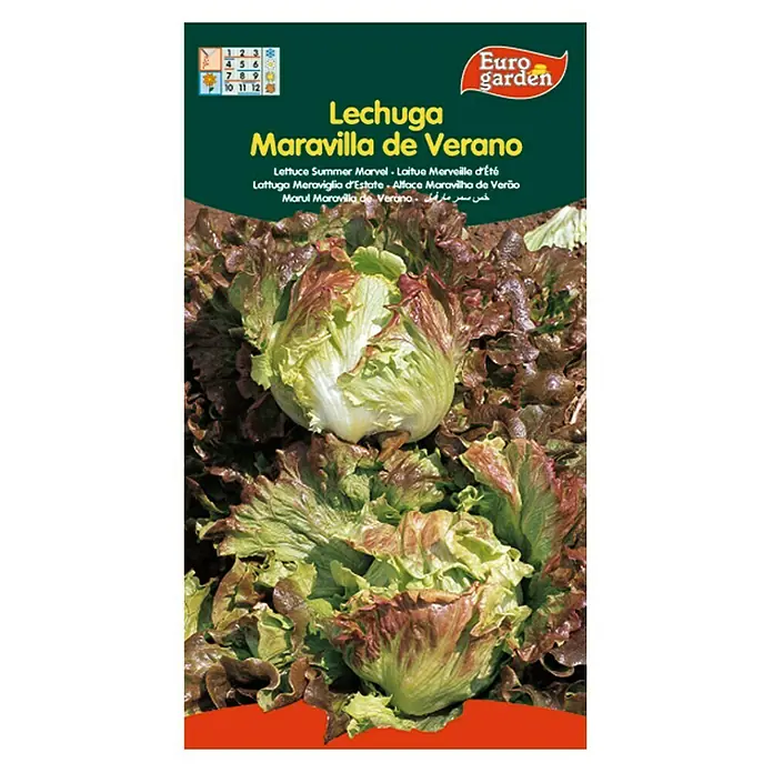 Euro Garden Semillas de lechuga Maravilla verano - Cosecha: Noviembre, 5 g