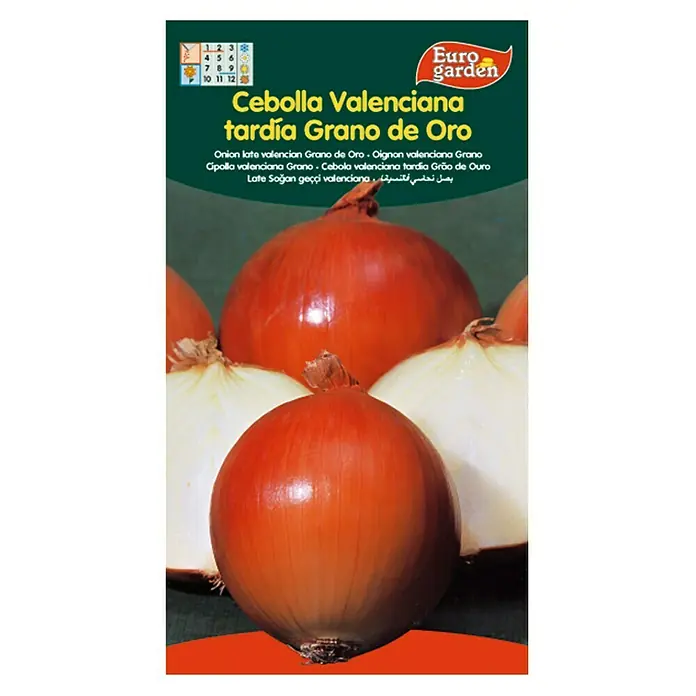 Euro Garden Bulbos de cebolla Valenciana Tardia - Cosecha: Agosto, 5 g