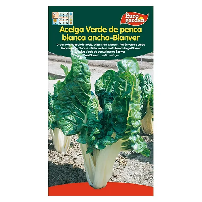 Euro Garden Semillas de lechuga Verde de Penca Blanca - Cosecha: Enero, 10 g