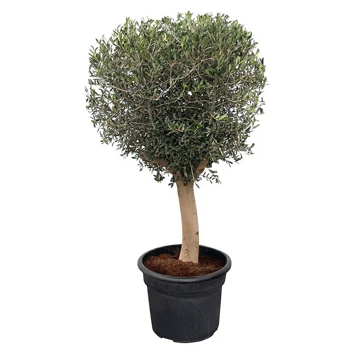 Piardino Olivenbaum - Olea europaea, Aktuelle Wuchshöhe: 200 cm - 220 cm - Vorderansicht