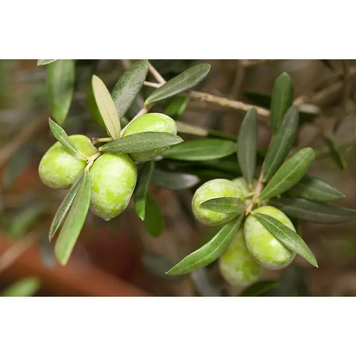 Piardino Olivenbaum - Olea europaea, Aktuelle Wuchshöhe: 200 cm - 220 cm - Detailaufnahme