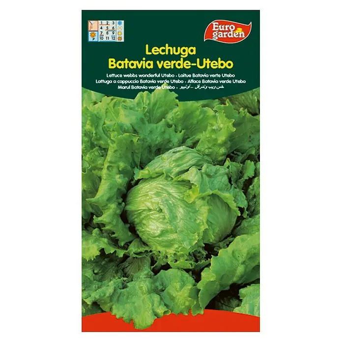 Euro Garden Semillas de lechuga Batavia - Cosecha: Mayo, 5 g