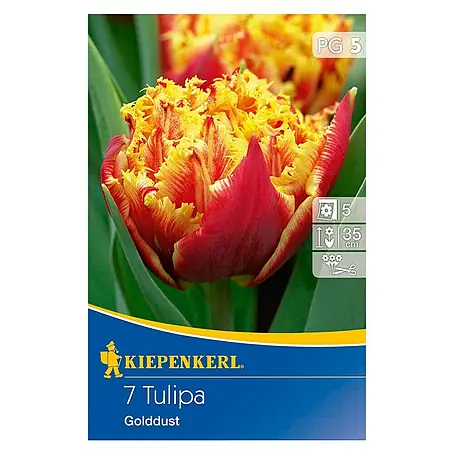 Kiepenkerl  Frühlingsblumenzwiebeln Tulpe 'Golddust'
