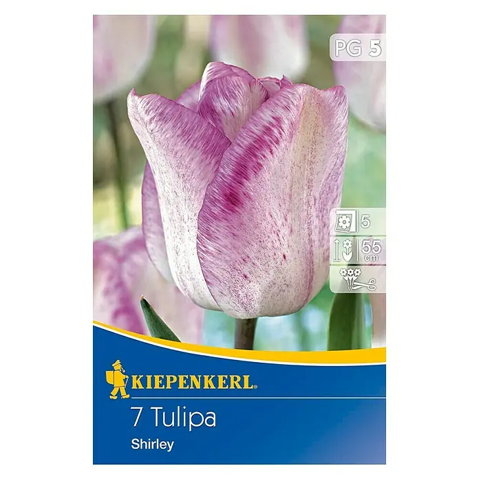 Kiepenkerl Frühlingsblumenzwiebeln Tulpe 'Shirley' - Tulipa x hybrida, 7 Stk. - Vorderansicht