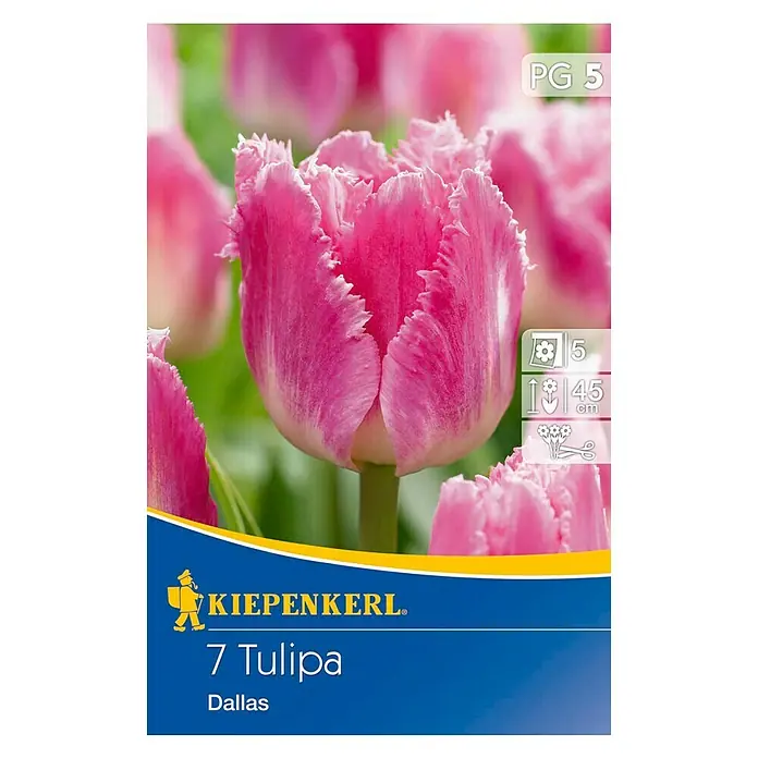 Kiepenkerl Frühlingsblumenzwiebeln Tulpe 'Dallas' - Tulipa x hybrida, 7 Stk. - Vorderansicht
