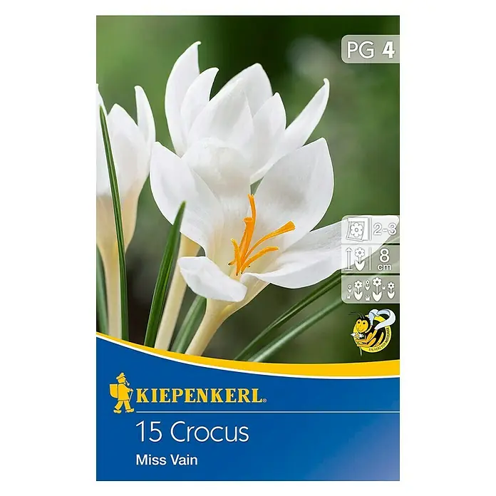 Kiepenkerl Frühlingsblumenzwiebeln Krokus 'Miss Vain' - Crocus biflorus, 15 Stk. - Vorderansicht