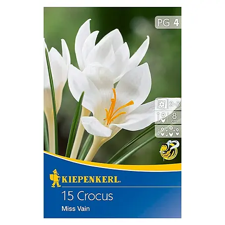 Kiepenkerl  Frühlingsblumenzwiebeln Krokus 'Miss Vain'