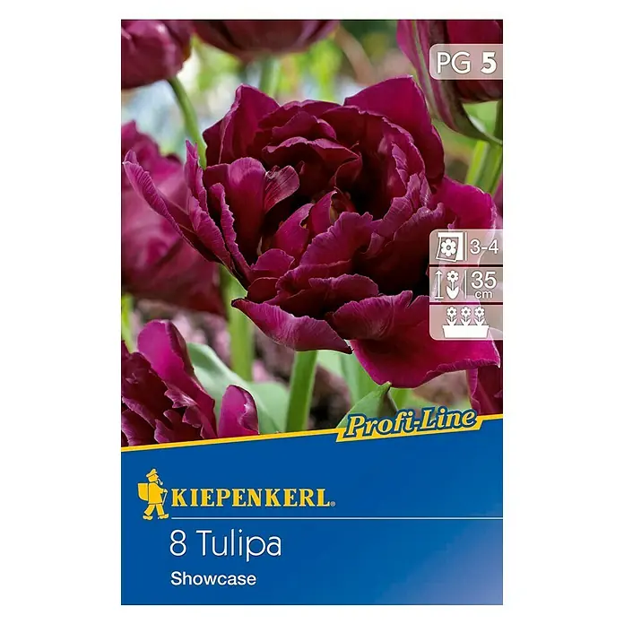 Kiepenkerl Frühlingsblumenzwiebeln - Tulipa 'Showcase', Schwarzrot, 8 Stk. - Vorderansicht