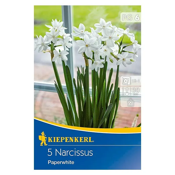 Kiepenkerl Frühlingsblumenzwiebeln Narzisse 'Paperwhite' - Narcissus tazetta, 5 Stk. - Vorderansicht