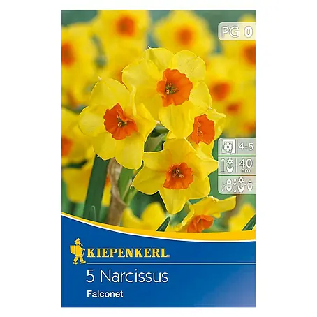 Kiepenkerl  Frühlingsblumenzwiebeln Narzisse 'Falconet'