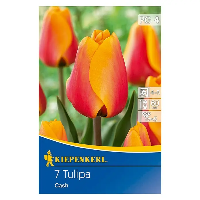 Kiepenkerl Frühlingsblumenzwiebeln Tulpe 'Cash' - Tulipa x hybrida, 7 Stk. - Vorderansicht