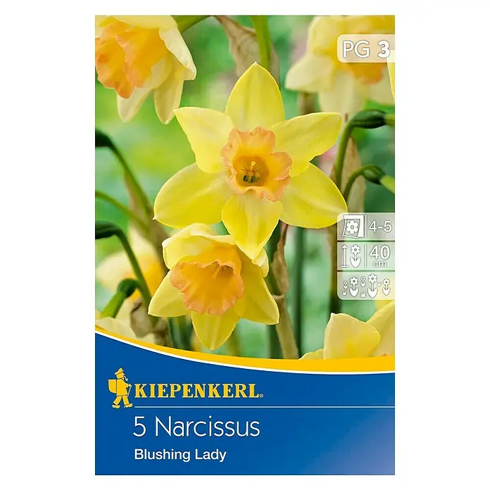 Kiepenkerl Frühlingsblumenzwiebeln Narzisse 'Blushing Lady' - Narcissus pseudonarcissus, 5 Stk. - Vorderansicht