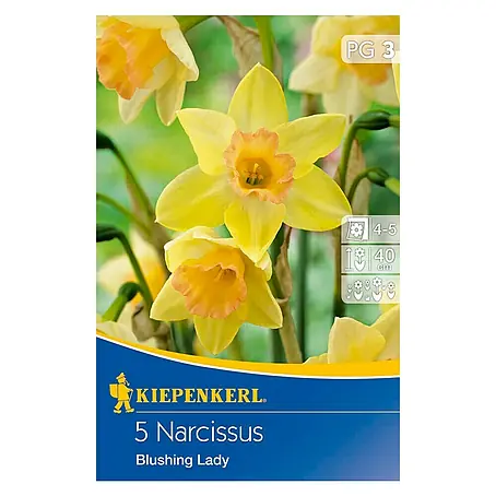 Kiepenkerl  Frühlingsblumenzwiebeln Narzisse 'Blushing Lady'