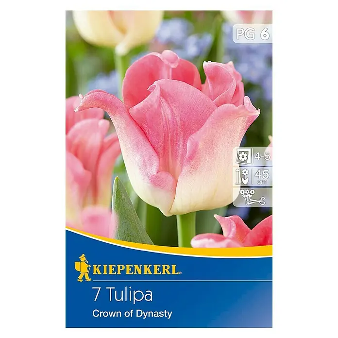 Kiepenkerl Frühlingsblumenzwiebeln Tulpe 'Crown of Dynasty' - Tulipa x hybrida, 7 Stk. - Vorderansicht