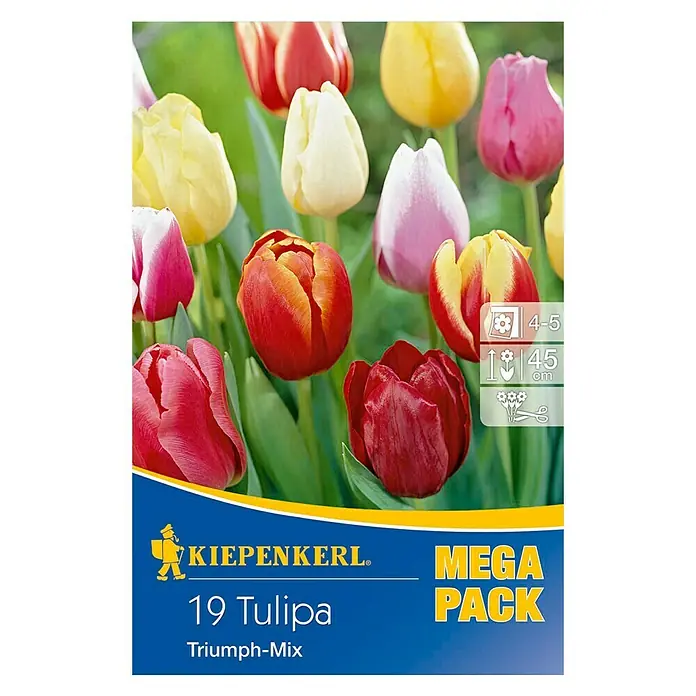 Kiepenkerl Frühlingsblumenzwiebel-Mix Tulpen Triumph -Mix - Tulipa x hybrida, 19 Stk. - Vorderansicht