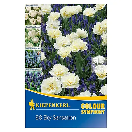 Kiepenkerl  Frühlingsblumenzwiebel-Mix Sky Sensation
