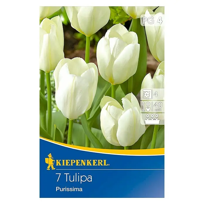 Kiepenkerl Frühlingsblumenzwiebeln Tulpe 'Purissima' - Tulipa fosteriana, 7 Stk. - Vorderansicht