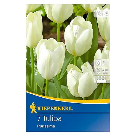 Kiepenkerl  Frühlingsblumenzwiebeln Tulpe 'Purissima'
