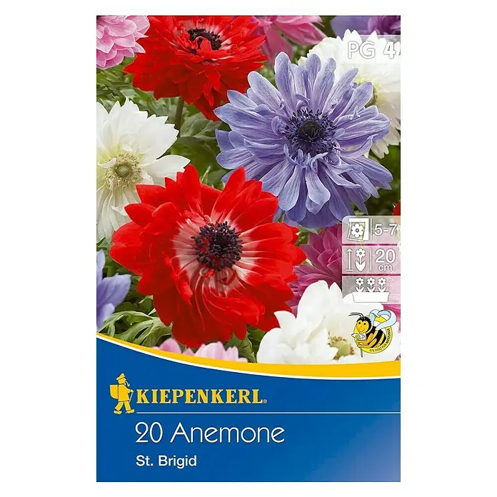 Kiepenkerl Frühlingsblumenzwiebeln Anemone St. Brigid - Anemone coronaria, 20 Stk. - Vorderansicht