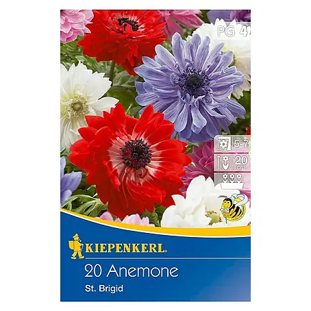 Kiepenkerl  Frühlingsblumenzwiebeln Anemone St. Brigid