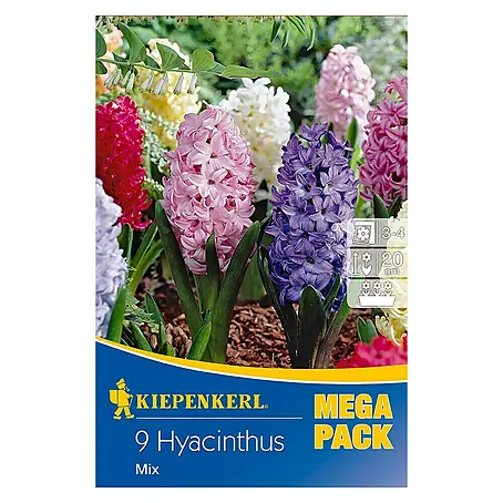 Kiepenkerl  Frühlingsblumenzwiebeln Hyazinthen Mix