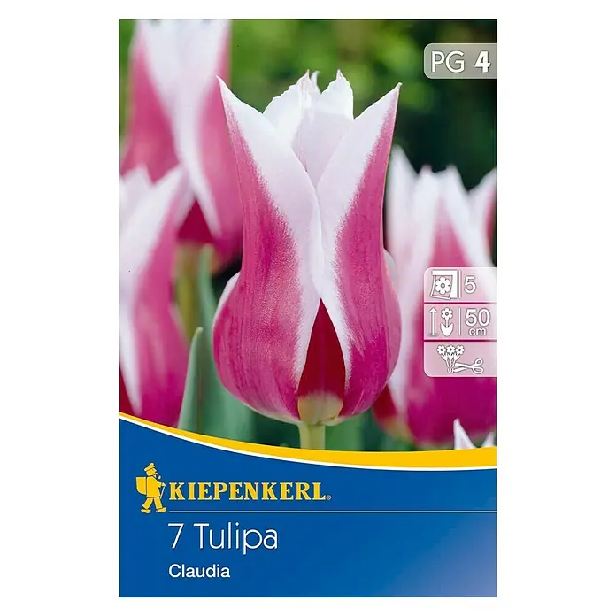 Kiepenkerl Frühlingsblumenzwiebeln Tulpe 'Claudia' - Tulipa x hybrida, 7 Stk. - Vorderansicht