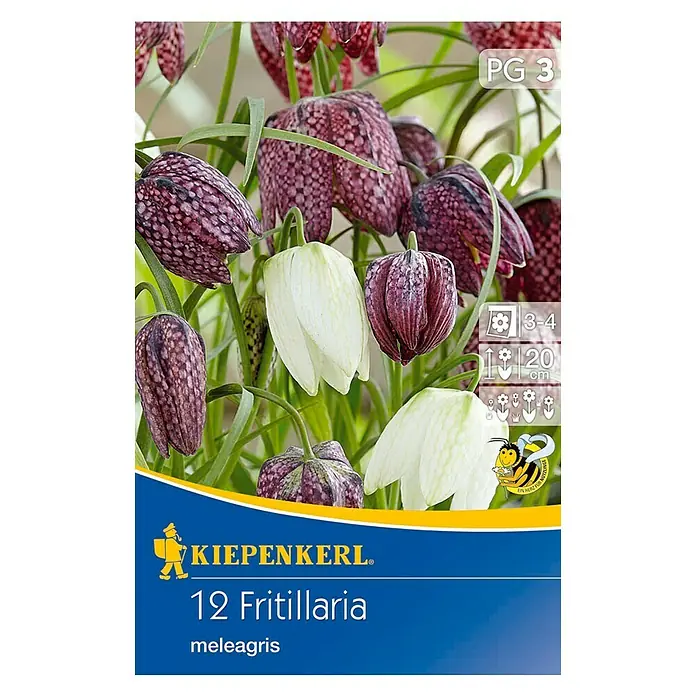 Kiepenkerl Frühlingsblumenzwiebeln Schachbrettblume - Fritillaria meleagris, 12 Stk. - Vorderansicht