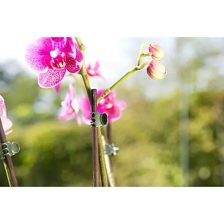 Gardol  Orchideenclips