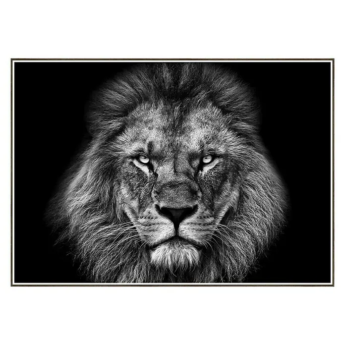 Cuadro de lámina León - Lion, An x Al: 100 x 70 cm - Vista frontal