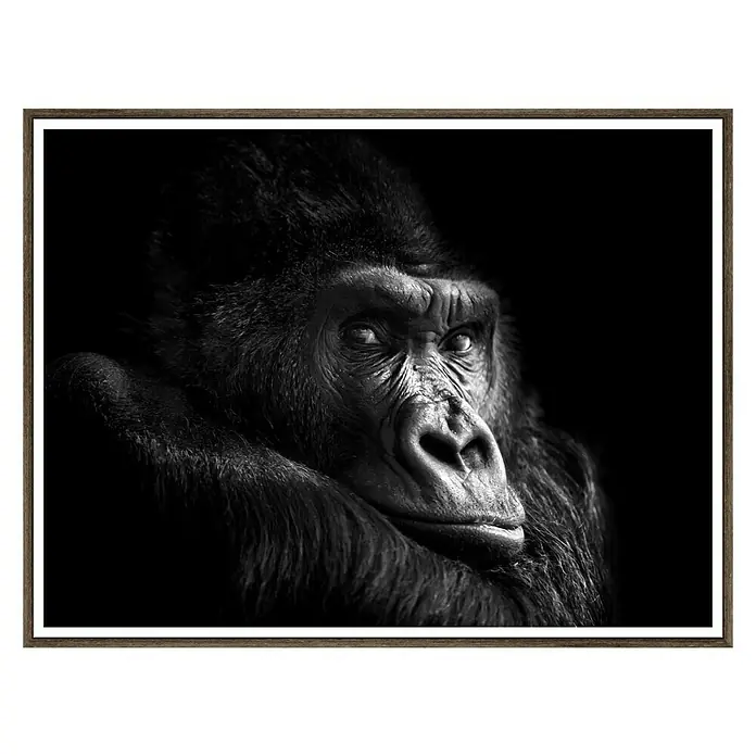 Cuadro de lámina Gorila - Animal, An x Al: 40 x 30 cm - Vista frontal