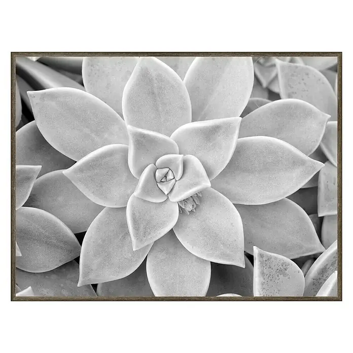 Cuadro de lámina Cactus - Nature, An x Al: 40 x 30 cm - Vista frontal