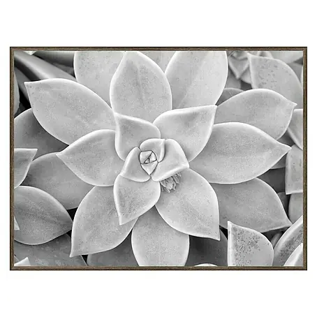 Cuadro de lámina Cactus