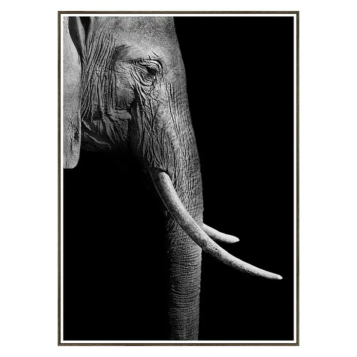 Cuadro de lámina Elefante - Elephant, An x Al: 50 x 70 cm - Vista frontal