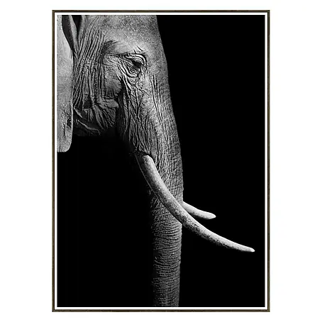 Cuadro de lámina Elefante