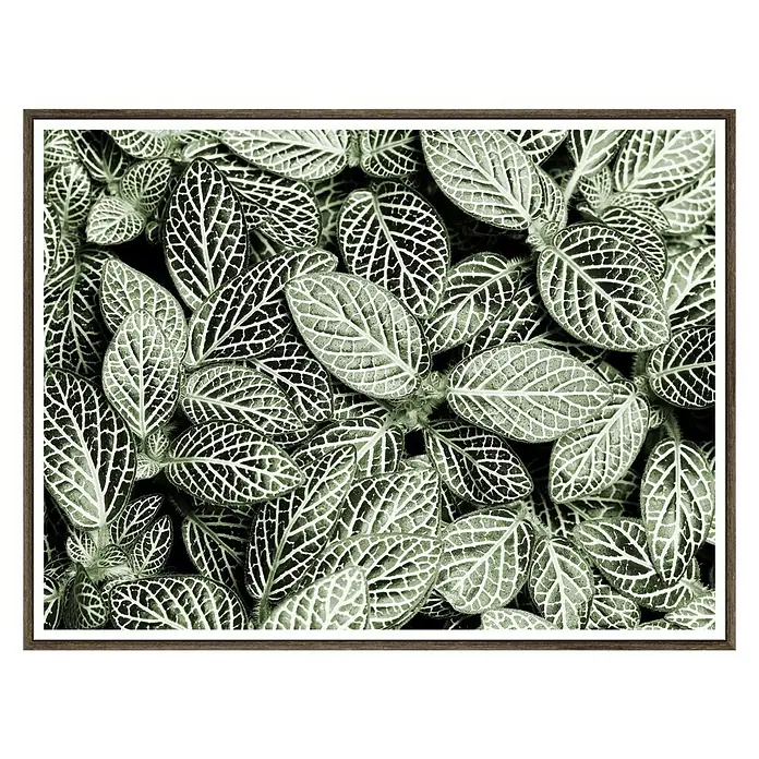 Cuadro de lámina Planta - Plant, An x Al: 40 x 30 cm - Vista frontal