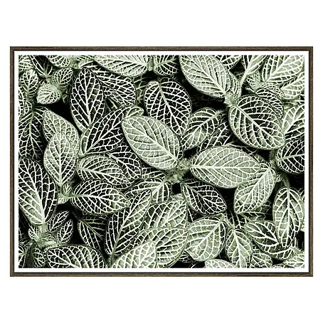 Cuadro de lámina Planta