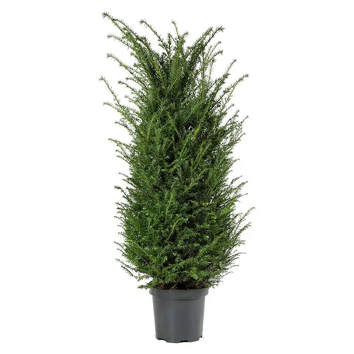 Heimische Eibe - Taxus baccata, Topfvolumen: 5 l, Aktuelle Wuchshöhe: 60 cm - 80 cm - Vorderansicht