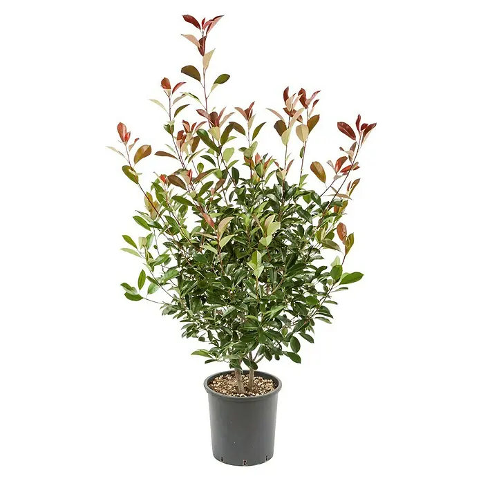 Glanzmispel - Photinia fraseri 'Red Robin', Topfvolumen: 10 l, Aktuelle Wuchshöhe: 100 cm - 120 cm - Vorderansicht